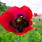 Abelha bombus terrestris na papoila (Bee Bombus terrestris in poppy)